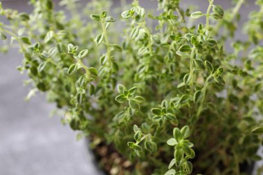 Sehpadaki yeşil bitkiyi kapat.