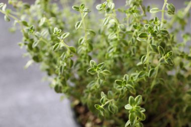 Bir fabrikanın yakınında.