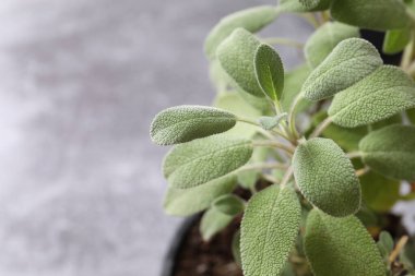 Beyaz arkaplanda bitki yaprakları, yakın plan -