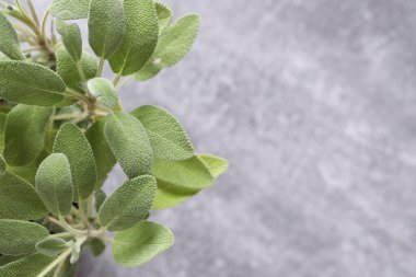 Gri arka plan üzerinde taze nane yaprakları