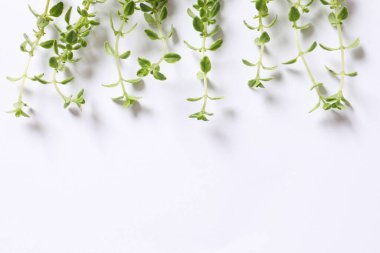 beyaz arka planda yeşil kekik ile düz yatıyordu