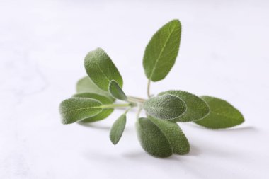 beyaz zemin üzerine biberiye yaprakları