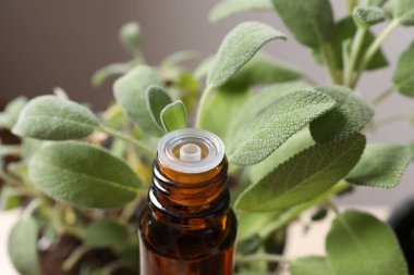 Taze biberiyeli bir şişe gerekli yağ.