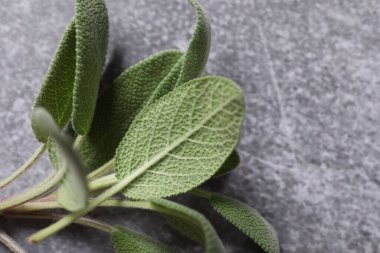 Beyaz desenli arkaplanda adaçayı yaprakları