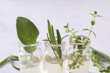aloe vera yaprakları gerekli yağlarla, yakın çekim