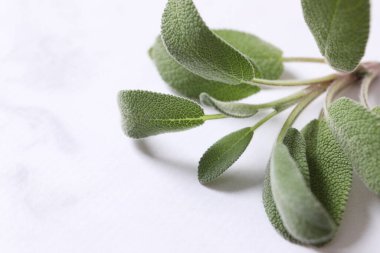 Beyaz arkaplanda biberiye bitkisi