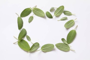 Yeşil taze okaliptüs dalları ve beyaz arka planda yapraklar. düz alan, üst görünüm, kopyala boşluk.