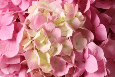 Yakın plan - pembe ortanca çiçeği arkaplanı