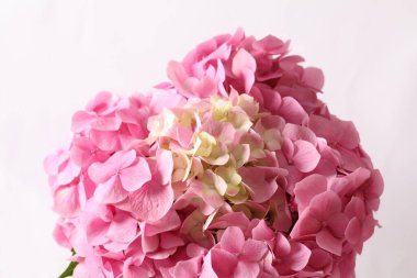 buket ortanca çiçek