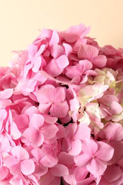 Beyaz arka planda güzel pembe ortanca, yakın plan.