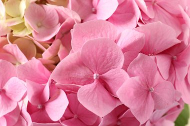 pembe ve pembe ortanca çiçekleri