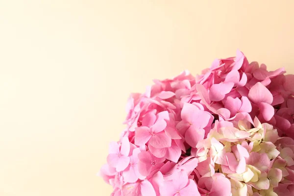 pink hydrangea on a pink background.