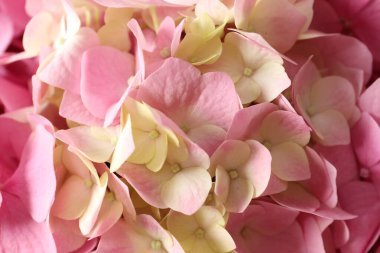 Bahçedeki pembe çiçek