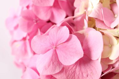 Güzel ortanca çiçekleri beyaz arka planda izole edilmiş. Kapat..