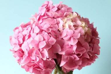 Pembe arka planda ortanca