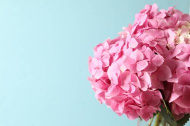 Pembe arka planda güzel ortanca çiçekleri, metin için boşluk