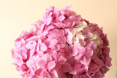 Beyaz arkaplanda pembe bir çiçek.