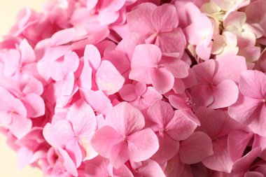 Beyaz arka planda güzel ortanca çiçekleri