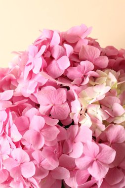 Beyaz masada ortanca çiçeği