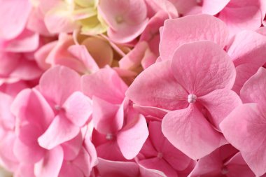 güzel pembe ortanca arkaplanı.