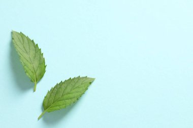 Renk arkaplanında nane yaprakları olan düz uzanma