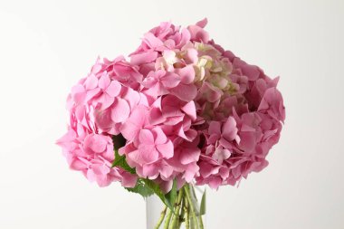 Beyaz arka planda güzel ortanca çiçekleri