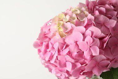 Beyaz arka plan üzerinde izole ortanca çiçekleri