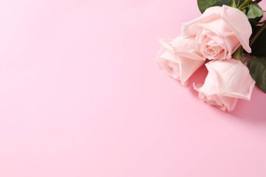 Renkli arka planda güzel pembe güller