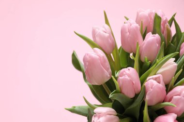 Renkli arka planda güzel pembe laleler