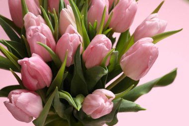 Renkli arka planda güzel pembe laleler