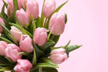 Renkli arka planda güzel pembe laleler