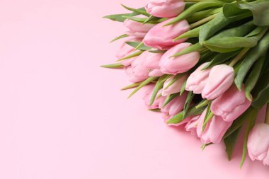 Renkli arka planda güzel pembe laleler