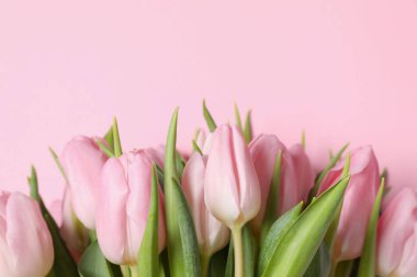 Renkli arka planda güzel pembe laleler