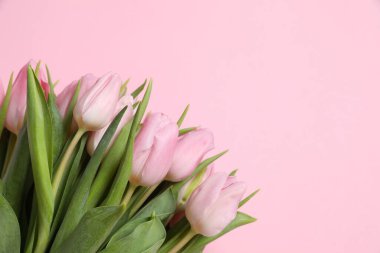 Renkli arka planda güzel pembe laleler