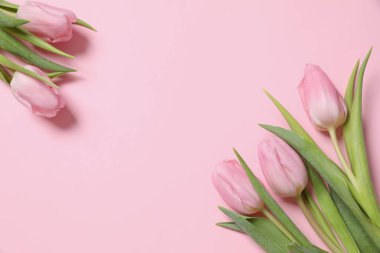 Renkli arka planda güzel pembe laleler