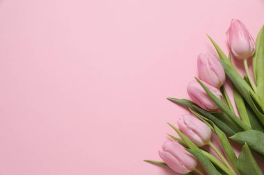 Renkli arka planda güzel pembe laleler