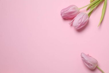 Renkli arka planda güzel bir lale çiçeği buketi