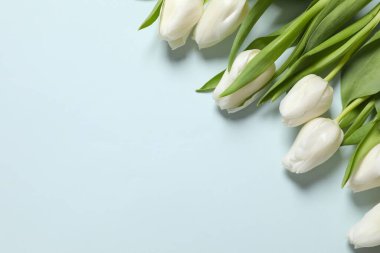 Renkli arka planda güzel beyaz laleler