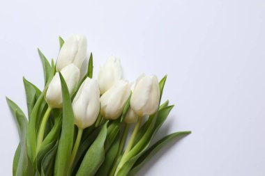 Renkli arka planda güzel beyaz laleler