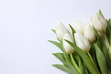 Renkli arka planda güzel beyaz laleler