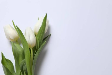 Renkli arka planda güzel beyaz laleler