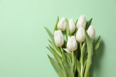 Renkli arka planda güzel beyaz laleler