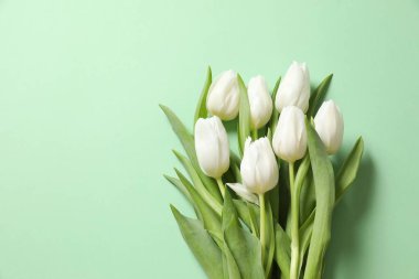 Renkli arka planda güzel beyaz laleler