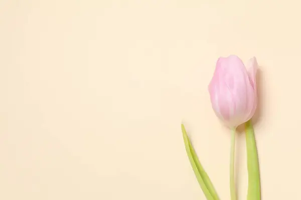 Beautiful pink tulips on colored background