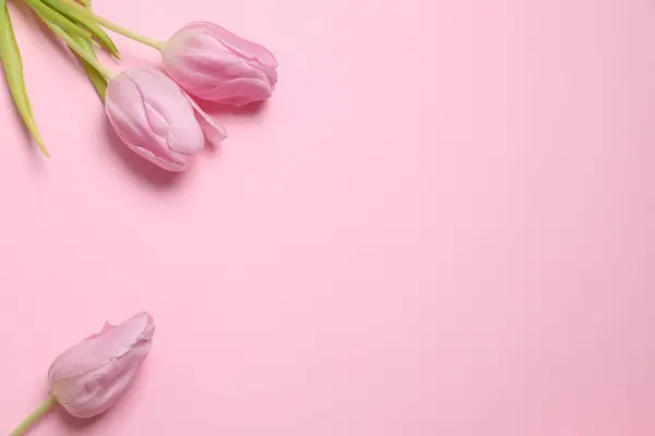 Красиві Рожеві Тюльпани Кольоровому Фоні Ліцензійні Стокові Зображення