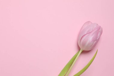 Renkli arka planda güzel pembe lale