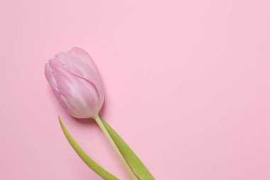 Renkli arka planda güzel pembe lale