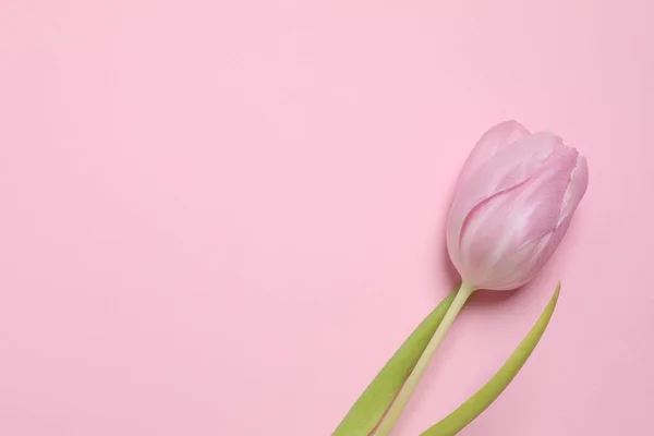 Beautiful pink tulip on colored background
