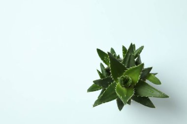 Aloe vera renkli arkaplanda çömlekte