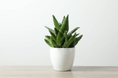 Aloe Vera saksıda, tahta masada..